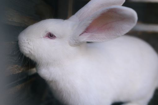 White rabbit with ears perked, gazing upward