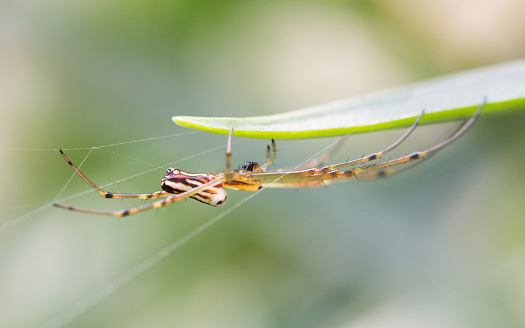 Closeup image of an orb weaver spider (Neoscona mukherjee) Araneidae feeding on other insect