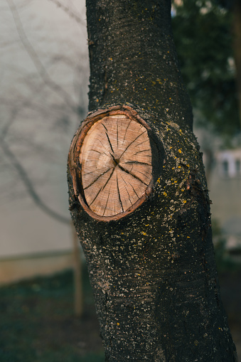 Wooden clock on tree trunk outdoors