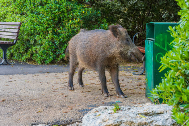 istock Wild boar in a public garden in Haifa 2129337852