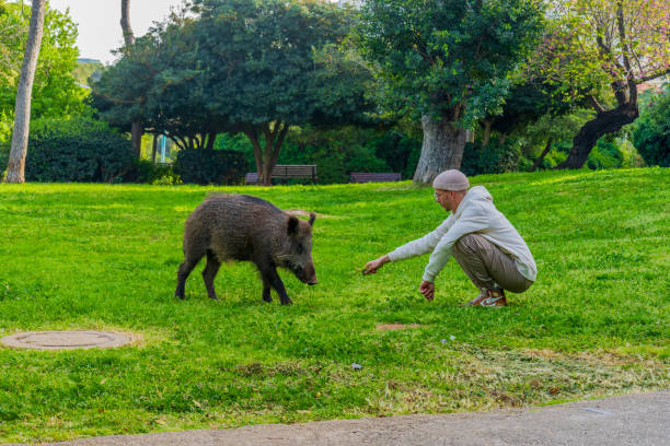 Haifa, Israel - March 30, 2024: View of local interacting with a wild boar in a public garden, in Haifa, Israel