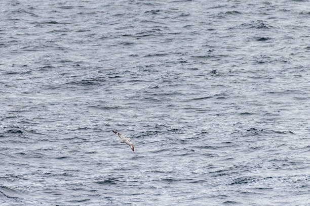 istock A southern fulmar flying over antarctic waters 2129348741