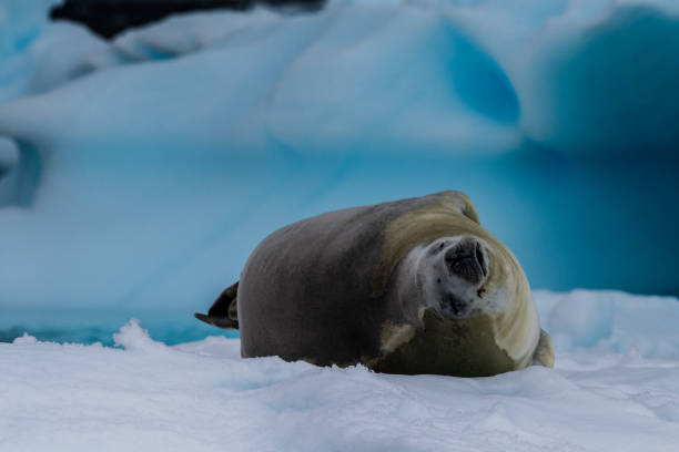 istock Crabeater Seal resting on a sheet of ice 2129348770