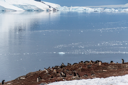 Panoramic view from Danco Island, highlighting snow and melting ice in the Antarctic Peninsula. The foreground is formed by a colony of Gentoo Penguins -Pygoscelis papua.