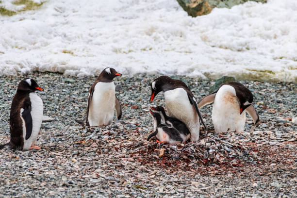 Close-up of a group of Gentoo Penguins -Pygoscelis papua- and their chicks on the Danco Island Gentoo Colony, along the Antarctic Peninsula