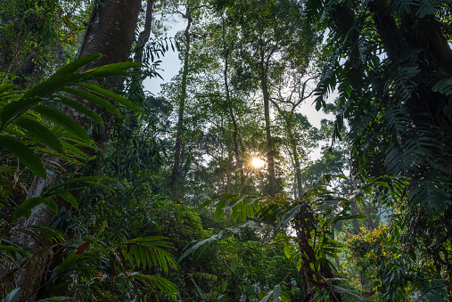 Scenery in the tropical rain forest