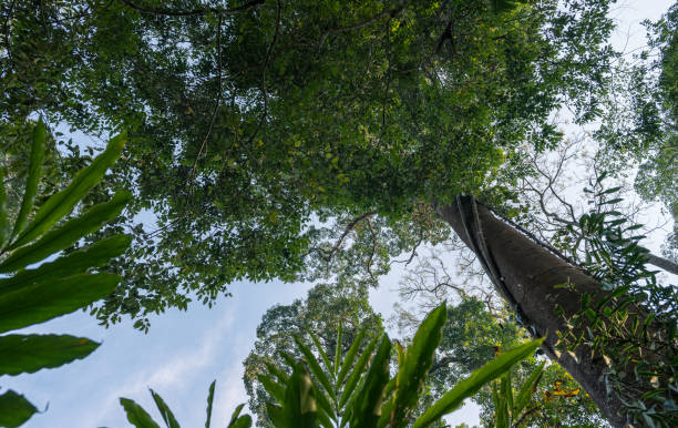 istock Scenery in the tropical rain forest 2129353066