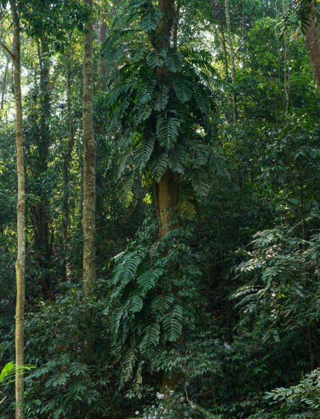 istock Scenery in the tropical rain forest 2129353070