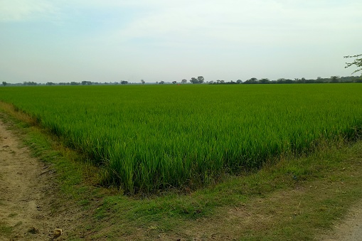 Agricultural, Dholka to Karala Road, Bavla,  Gujarat