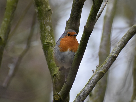 Beautiful European Robin up in the tree's