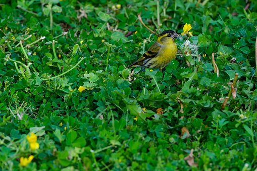 Top angle shot of finch bird in the grass trying to eat together