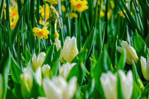 Colorful flowers in a garden.