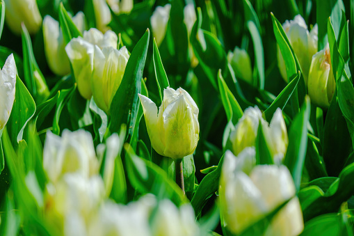 colorful blooming tulips flowers in early spring field