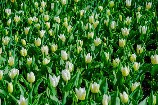 colorful blooming tulips flowers in early spring field