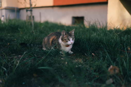 A cat next to a building's entrance on grass