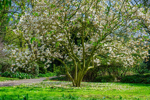 Blossoming Tree in Spring. Spring time in nature with blooming tree