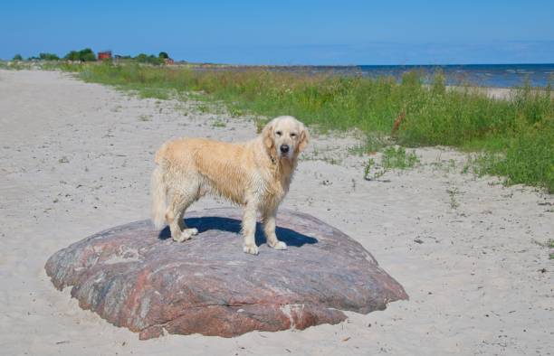 Beautiful White Golden Retriever in Latvia