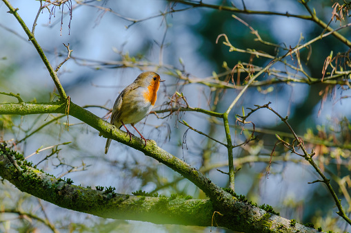 A European Robin, Erithacus rubecula, perching on a frosty branch with a defocussed snowy background.