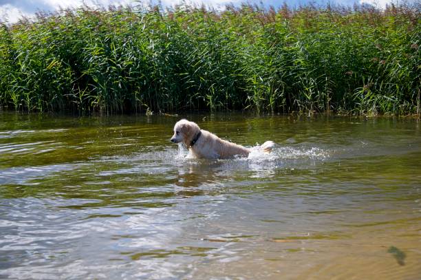Photo of a young boy and his dog swimming together in the lake.