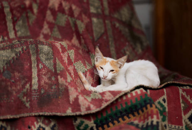 A cat lounging on a blanket with an orange and white cat peeking out from underneath