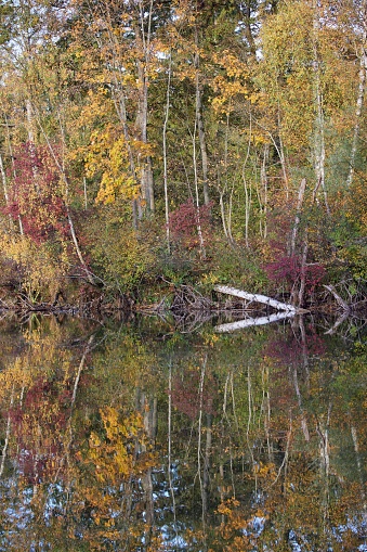 A serene pond near the forest with leaves floating on the water's surface