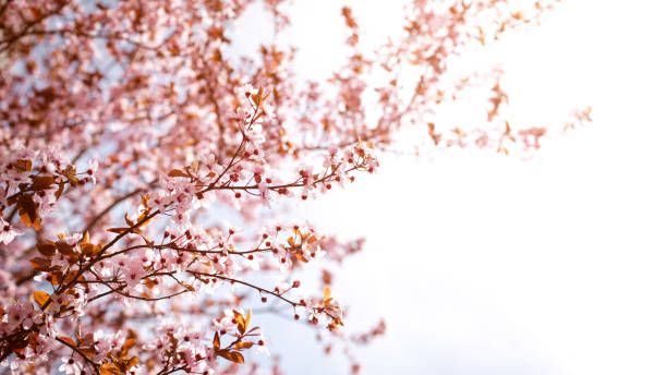 istock Blooming branches of pink cherry on a background of blue sky 2129404606