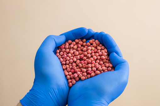 Close-up of a handful in the hands in the form of a heart etched soybean seeds. High quality photo