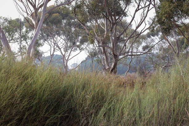 istock australian bushland landscape with eucalyptus trees and grasses 2129413852