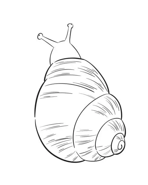 Vector illustration of Sketch line art drawing of a garden snail isolated on white background.