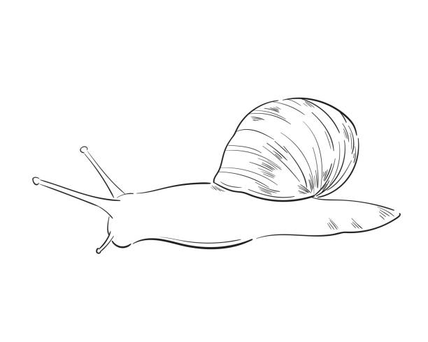 vektorskizze strichzeichnung schneckenillustration. - snail white background isolated on white garden snail stock-grafiken, -clipart, -cartoons und -symbole