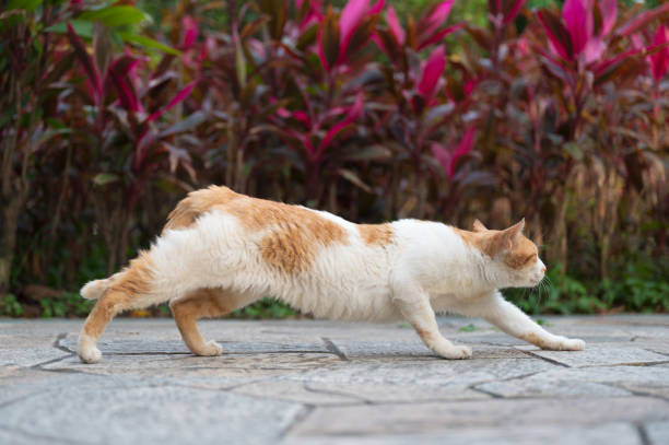 istock Kittens stretching in the park 2129458561