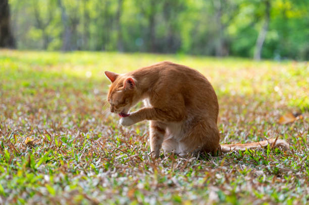 istock Kitten sitting on grass and licking paw 2129458562
