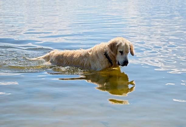istock White Golden Retriever in Latvia 2129463768