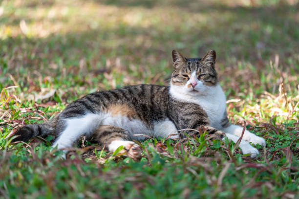 istock The Cat in the Park 2129464123