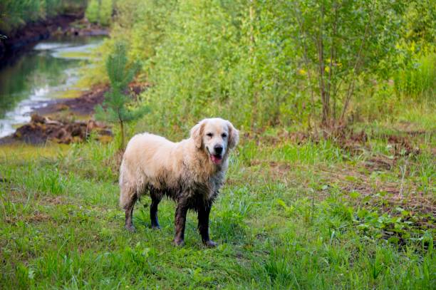 Beautiful White Golden Retriever in Latvia