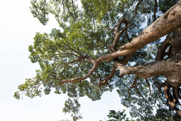An ancient camphor tree located in an ancient Chinese village.