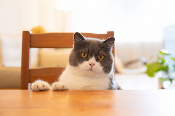 British shorthair cat sitting at the dining table