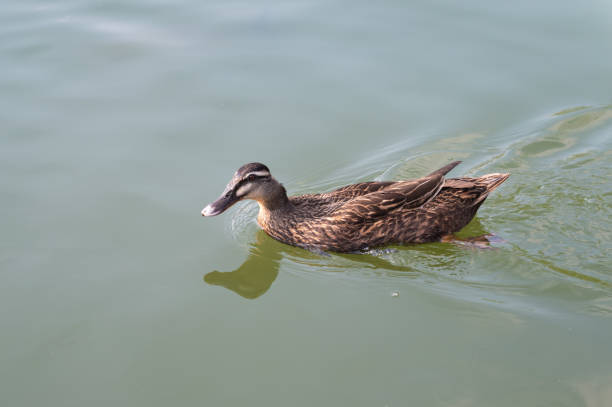 istock Duck swimming on the water 2129490963