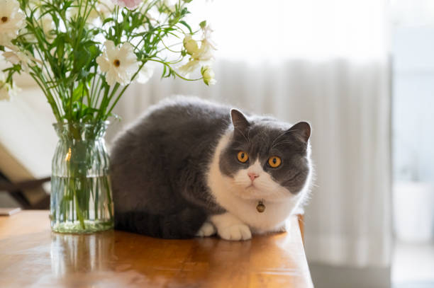 istock British shorthair cat next to vase on table 2129490972