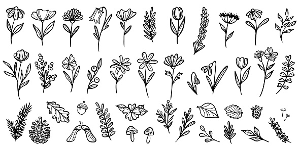 Plant illustration collection, hand drawn nature doodles, modern line art, clip art element set