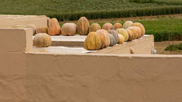 Gourds On A Rooftop, Malta.