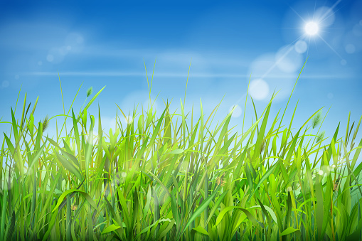 Realistic grass sky. Green field and clouds scenery, fluffy lawn growing garden herbs countryside meadow scene, spring or summer greenery eco, exact vector illustration of scenery field grass