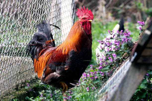 Big rooster stand in front of fence in the farmyard