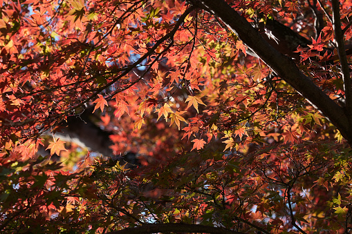 Mature colourful garden border in autumn with Prunus \