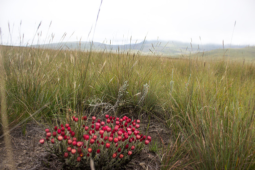 Hidden strawflowers, in full bloom along the long grasses of the Afroalpine Grasslands of the Drakensberg mountains of South Africa.