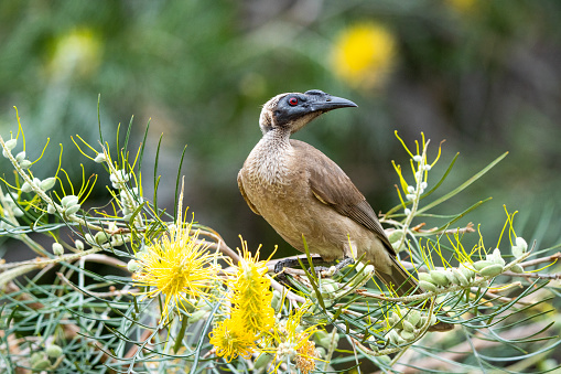 Close-up of helmeted friarbird on Magnetic Island, Queensland, Australia