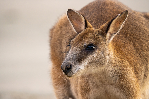 Close-up of kangaroo on Casuarina beach in Cape Hillsborough, Queensland, Australia