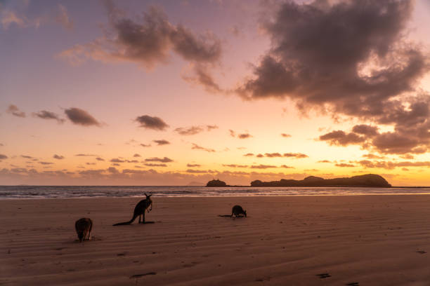 istock Kangaroos at the beach, Cape Hillsborough, Australia 2129501068