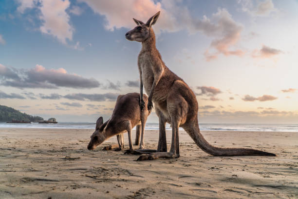 istock Kangaroos at the beach, Cape Hillsborough, Australia 2129501111