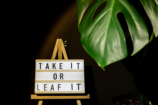 Caption saying TAKE IT OR LEAF leave IT Indoors garden healthy space biophilia design. Joke quote humor Monstera house plant with sunset lamp light. Creative minimalistic design